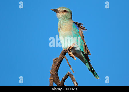 European roller (Coracias garrulus) perched on a branch against a blue sky, South Africa Stock Photo