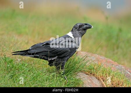 A white-necked raven (Corvus albicollis), South Africa Stock Photo