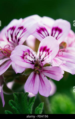 Close-up of Apple geranium (Pelargonium odoratissimum) flower, Crete, Greece, April 2009 Stock Photo