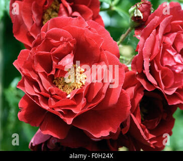 Kletterrose; Sympathie, Stock Photo