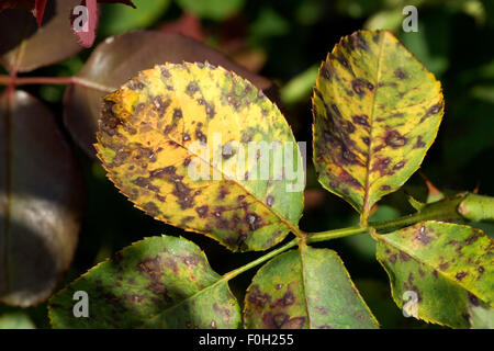 Ringfleckenkrankheit, Sphaceloma, rosarum, Anthraknose, Stock Photo