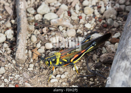 Painted locust sitting on some small pebbles Stock Photo
