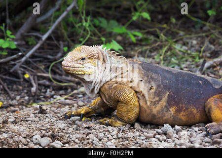 Land iguana shedding skin Stock Photo