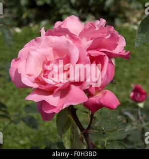 Teehybrid-Rose, Stock Photo