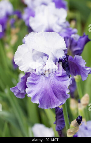 Iris 'Mariposa Skies'. Bearded Iris in the garden. Stock Photo