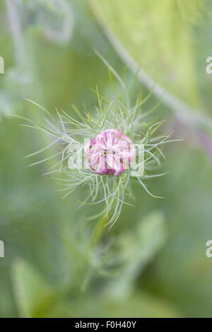 Nigella damascena 'Miss Jekyll' seedhead. Love-in-the-mist seedpod. Stock Photo