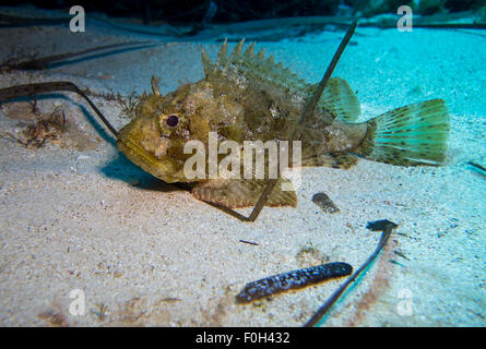 Dwarf Rockfish, Scorpaena notate, on sandy bottom in the Mediterranean Sea, Malta. Stock Photo