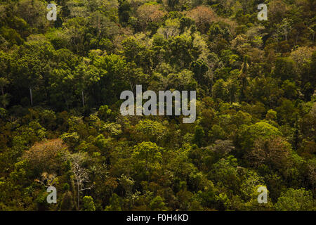 Secondary regrowth forest near Iquitos, Amazon Rainforest, Peru Stock Photo
