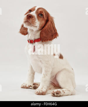 Sprocker Puppy Stock Photo