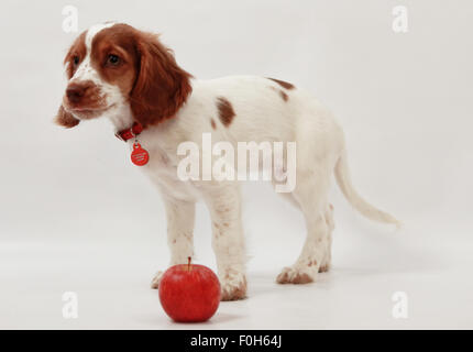 Sprocker Puppy Stock Photo