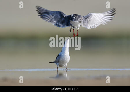 Flying Little Tern feeds a chick at the lake Stock Photo