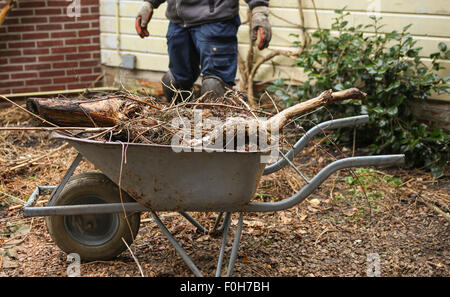 Wheelbarrow with pruned plants and branches in garden Stock Photo