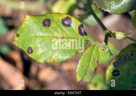 Ringfleckenkrankheit, Sphaceloma, rosarum, Anthraknose, Stock Photo