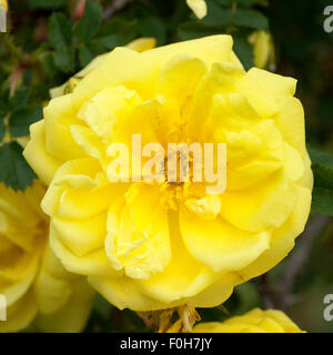 Strauchrose; Rosa, foetida, Persiana, Stock Photo