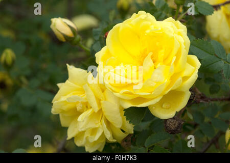 Strauchrose; Rosa, foetida, Persiana, Stock Photo