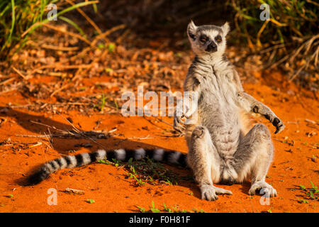 A sunbathing Ring-tailed lemur in the Berenty Reserve, Madagascar. Stock Photo
