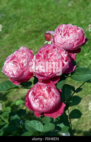 Teehybrid-Rose, Accademia Barni, Stock Photo