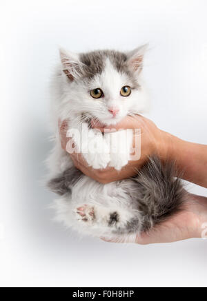 gray striped kitten playing with a boot Stock Photo