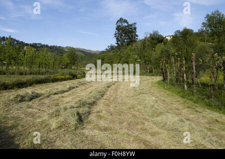 Azores Rye rye harvest in rural portugal Stock Photo - Alamy