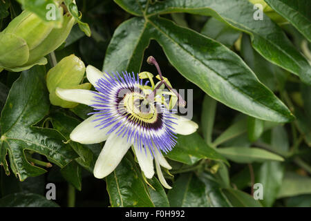 Attractive bloom of single blue common passion flower Passiflora caerulea Stock Photo