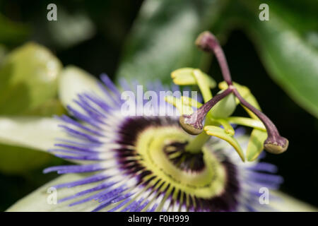 Attractive bloom of single blue common passion flower Passiflora caerulea Stock Photo