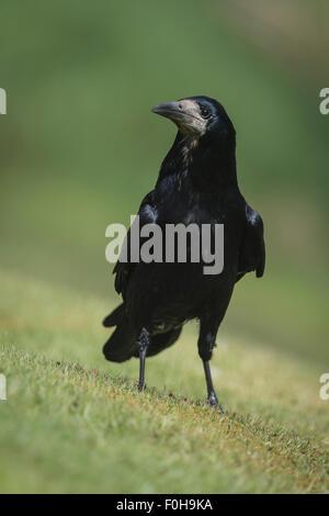 Rook Corvus frugilegus  Corvidea Stock Photo