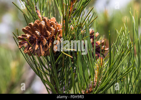 Pino laricio. Pinus nigra laricio. Black pine. Volcano Etna. Sicily, Italy, Europe. Stock Photo