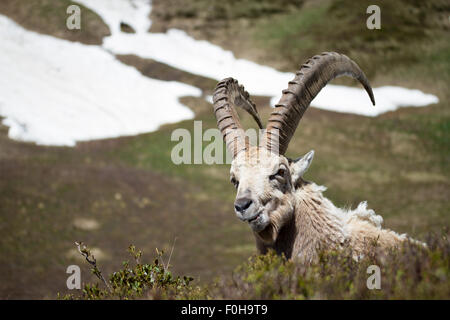 Ibex Eating Stock Photo