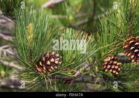 Pino laricio. Pinus nigra laricio. Black pine. Volcano Etna. Sicily, Italy, Europe. Stock Photo