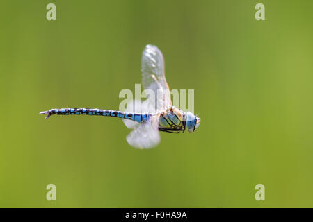 A male Southern Migrant Hawker - Aeshna affinis - dragonfly in flight Stock Photo