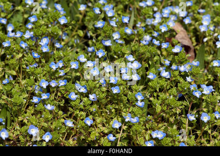 Persischer; Ehrenpreis; Veronica; persica; Stock Photo