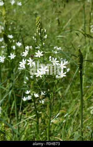 Astlose, Graslilie, Anthericum liliago, Stock Photo