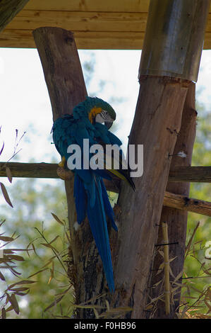 Colored parrot closeup, parrot on a tree, parrot bird, wildlife photo Stock Photo