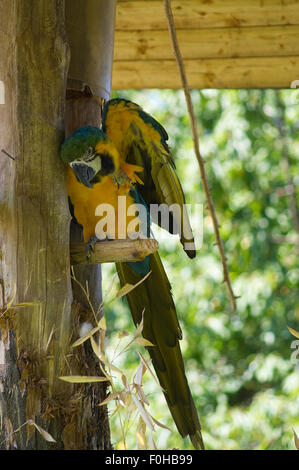 Colored parrot closeup, parrot on a tree, parrot bird, wildlife photo Stock Photo