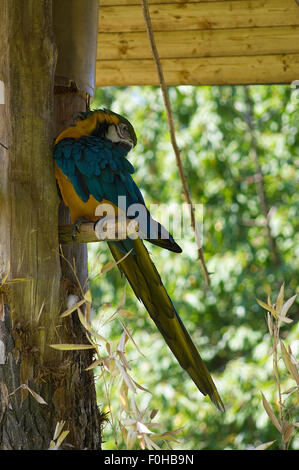 Colored parrot closeup, parrot on a tree, parrot bird, wildlife photo Stock Photo