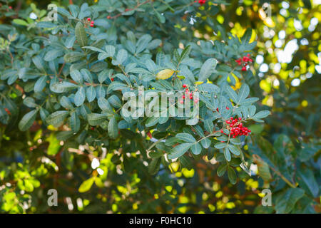 Fruits (berry) of Schinus terebinthifolius, Brazilian pepper, aroeira, rose pepper, Christmasberry tree. Selective focus. Natura Stock Photo