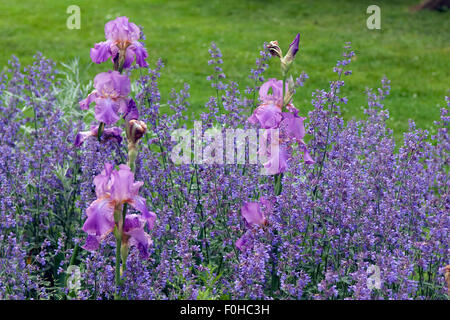 Hohe Bart-Iris, Salbei Stock Photo
