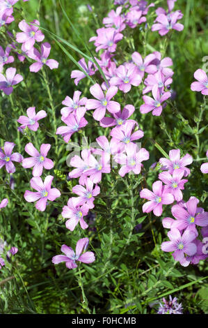 Klebriger Lein, Linum viscosum Stock Photo