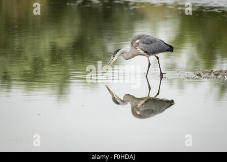 Grey Heron ( Ardea cinerea) Standing in Water with Reflection, Stalking Fish Stock Photo