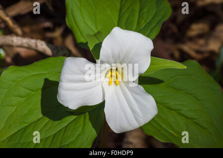 White Trillium Ontario's Provincial flower Stock Photo