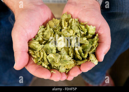 Holding hops for brewing, UK Stock Photo