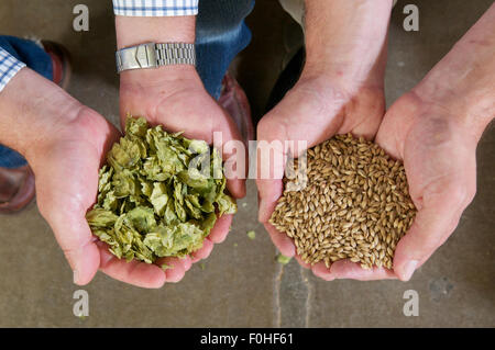 Hands holding hops and crystal malted barley for brewing, UK Stock Photo