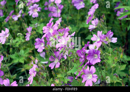 Storchschnabel, Geranium, gracile, Sirak, Stock Photo