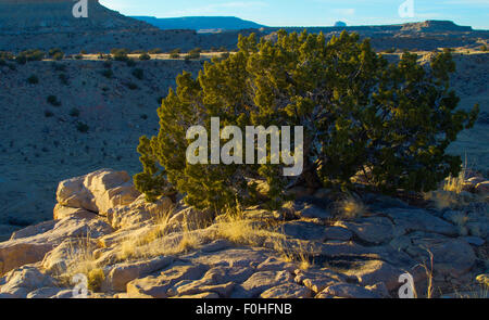 One-seed Juniper, (Juniperus monosperma), Ojito Wilderness, Sandoval co., New Mexico, USA. Stock Photo