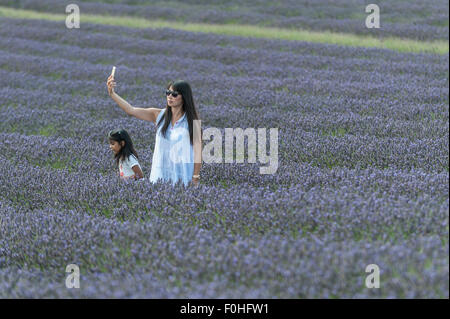 Ickleford, UK.  16 August 2015.  A woman takes a selfie as hundreds of visitors arrive at Cadwell farm near Ickleford in Hertfordshire which is famous for its spectacular lavender fields during the summer.  The farm grows the lavender commercially, but visitors may also pick their own. Credit:  Stephen Chung / Alamy Live News Stock Photo