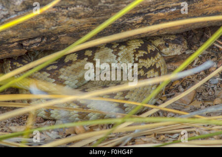 Black-tailed Rattlesnake, (Crotalus ornatus),at a den in central New Mexico, USA. Stock Photo