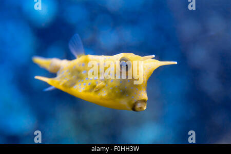 Fish Lactoria cornuta Stock Photo