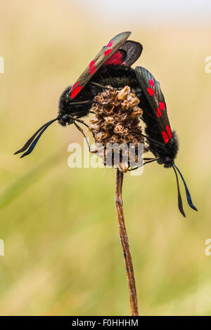 Pair of Burnet moths mating on the top a dried flower head. Stock Photo