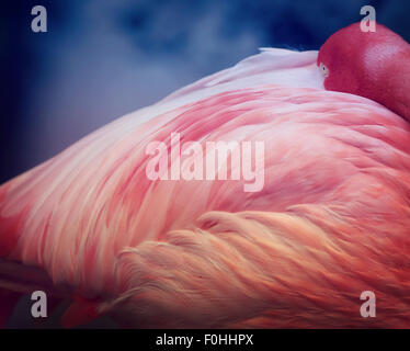Pink Flamingo with her head resting on her back close up Stock Photo