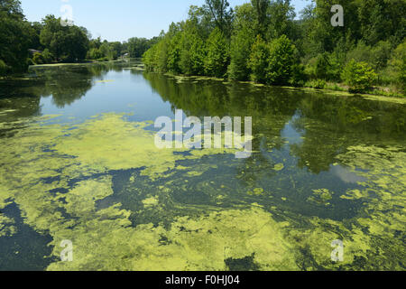 Algae bloom resulting from eutrophication, Ramapo River, northern NJ. Water pollution Stock Photo